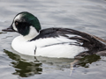 Common Goldeneye x Smew hybrid